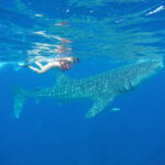 From Akumal: Whale Shark Tour - The Complete Experience — What You Can Expect