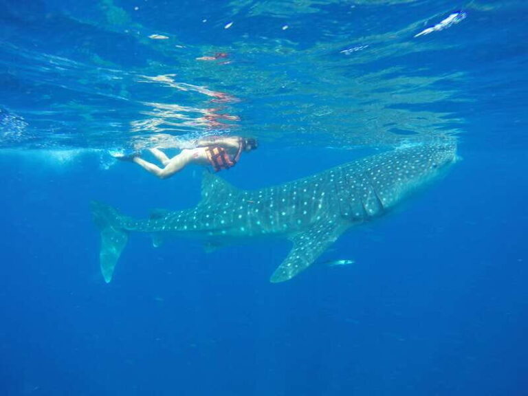 From Akumal: Whale Shark Tour - The Complete Experience — What You Can Expect