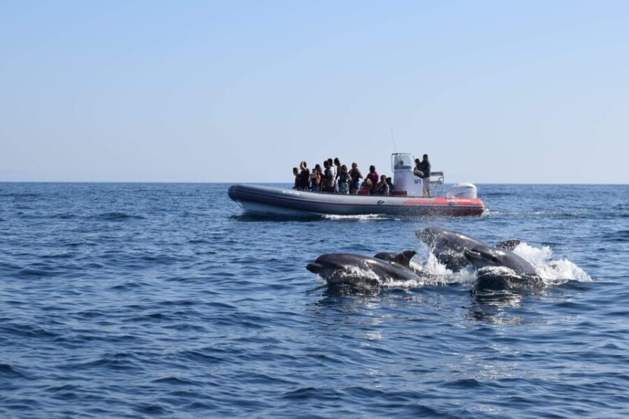 From Albufeira: Benagil Caves and Dolphins Guided Boat Tour - FAQs