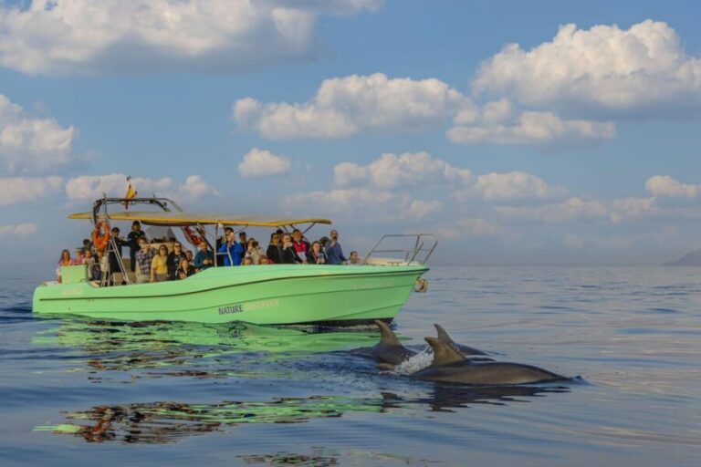 From Alcudia: Sunrise Dolphin Watching Boat Tour - Why This Tour Works Well for Travelers