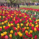 From Amsterdam: Keukenhof and Zaanse Schans Small Group Tour - Why This Tour Offers Great Value