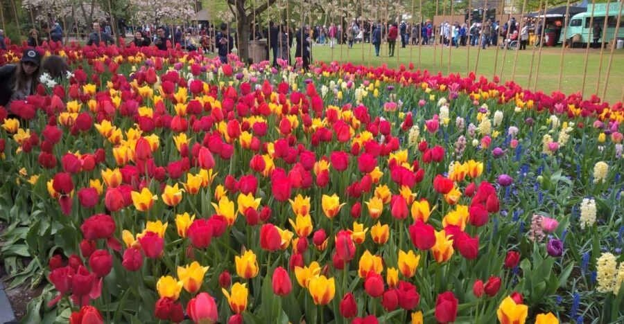From Amsterdam: Keukenhof and Zaanse Schans Small Group Tour - Why This Tour Offers Great Value