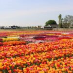 From Amsterdam: Keukenhof Gardens & Tulip Experience Tour - Reviews in Focus