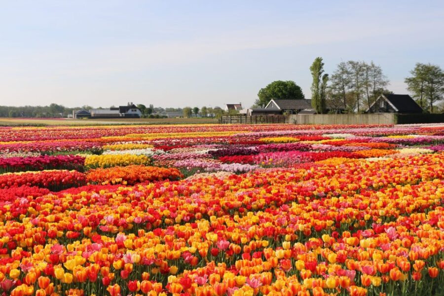 From Amsterdam: Keukenhof Gardens & Tulip Experience Tour - Reviews in Focus