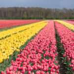 From Amsterdam: take the famous Tulip route tour - What the Tour Includes and What It Doesn’t