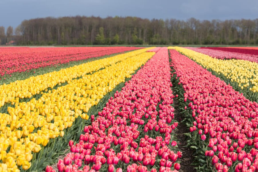 From Amsterdam: take the famous Tulip route tour - What the Tour Includes and What It Doesn’t