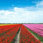 From Amsterdam: Tulip Fields of Holland Tour - The Experience’s Value: What You’re Really Getting