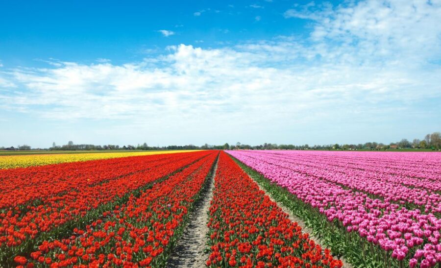 From Amsterdam: Tulip Fields of Holland Tour - The Experience’s Value: What You’re Really Getting