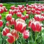 From Amsterdam: Tulip Tour Keukenhof & City Tour Delft - A Closer Look at the Tour Experience