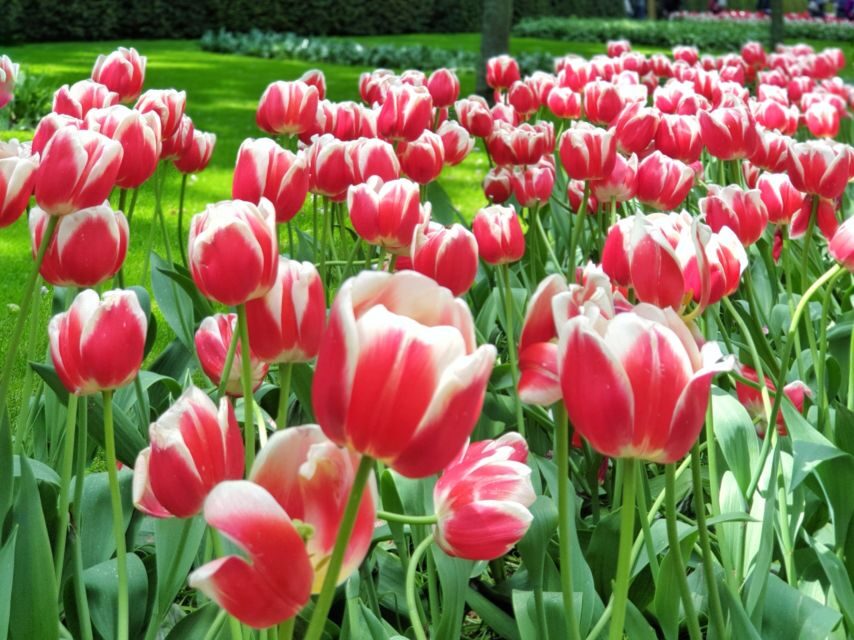 From Amsterdam: Tulip Tour Keukenhof & City Tour Delft - A Closer Look at the Tour Experience