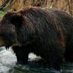 From Anchorage: Wilderness, Wildlife, & Glacier Experience - An In-Depth Look at the Wilderness, Wildlife, & Glacier Tour