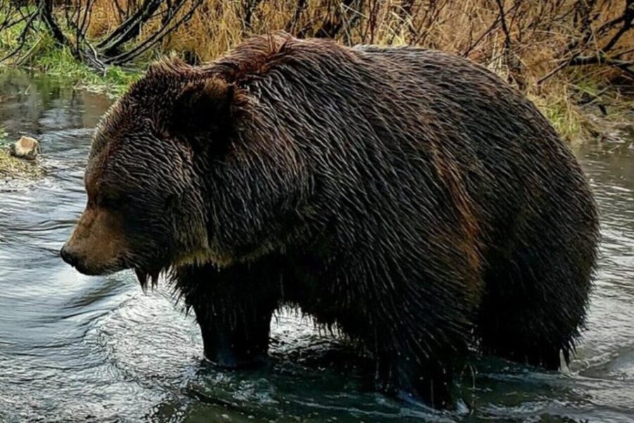 From Anchorage: Wilderness, Wildlife, & Glacier Experience - An In-Depth Look at the Wilderness, Wildlife, & Glacier Tour