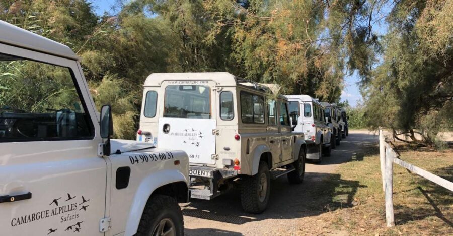 From Arles: Half-Day 4x4 Camargue Safari - Exploring the Itinerary: What You’ll See and Experience