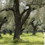 From Athens: Wine, Oil, & Cheese Tasting in Nemea & Argolis - A Detailed Look at the Itinerary and Experiences