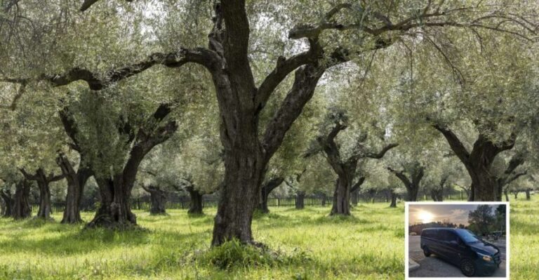 From Athens: Wine, Oil, & Cheese Tasting in Nemea & Argolis - A Detailed Look at the Itinerary and Experiences