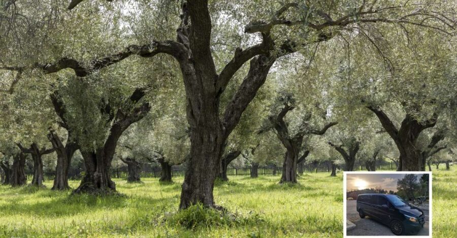 From Athens: Wine, Oil, & Cheese Tasting in Nemea & Argolis - A Detailed Look at the Itinerary and Experiences