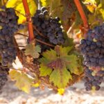 From Atlanta: Half-Day Wine Country Tour - Why It’s a Good Deal and Who Should Consider It