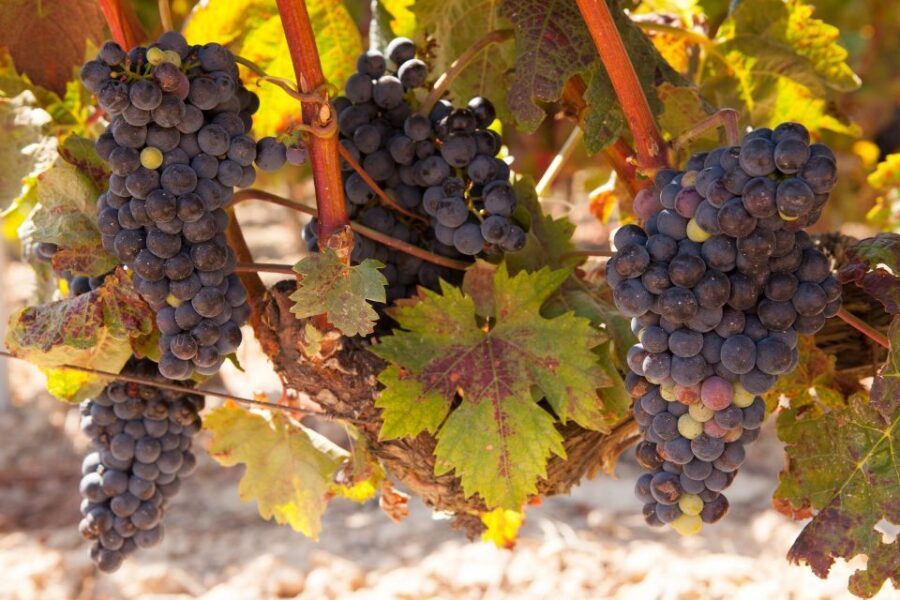 From Atlanta: Half-Day Wine Country Tour - Why It’s a Good Deal and Who Should Consider It