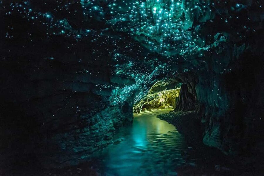 From Auckland: Day Trip to Waitomo Glow Worm Caves - The Value of This Tour