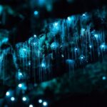From Auckland: Hobbiton & Waitomo Caves Full-Day Trip - A Closer Look at the Experience