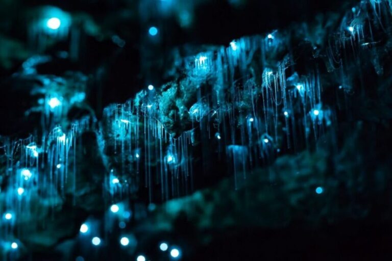 From Auckland: Hobbiton & Waitomo Caves Full-Day Trip - A Closer Look at the Experience