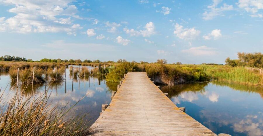 From Avignon: Half-Day Camargue and Saintes-Maries-de-la-Mer - Who Should Consider This Tour?