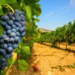 From Avignon: Half-Day Great Vineyards Tour - The Experience in Detail