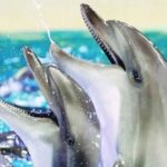From Belek: Dolphin Show with Transfers - The Itinerary in Detail