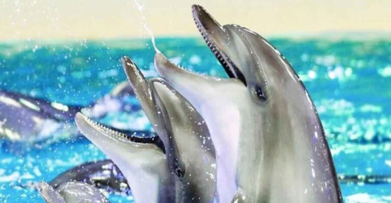 From Belek: Dolphin Show with Transfers - The Itinerary in Detail
