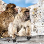From Benalmadena: Gibraltar Day Trip - A Practical and Authentic Gibraltar Experience