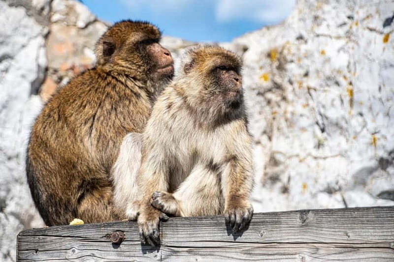 From Benalmadena: Gibraltar Day Trip - A Practical and Authentic Gibraltar Experience