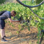 From Berat: Guided Winery Tour with Transfers and Tastings - A Deep Dive into the Winery Experience