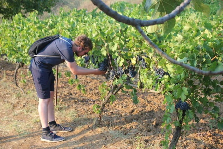 From Berat: Guided Winery Tour with Transfers and Tastings - A Deep Dive into the Winery Experience