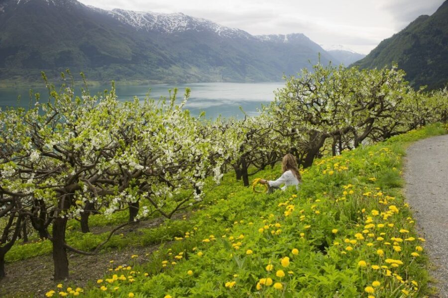 From Bergen: Private Trip to Hardangerfjord - A Deep Dive into the Hardangerfjord Private Tour