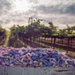 From Bologna: Wine Tasting and Vineyard Tour - A Deep Dive into the Experience