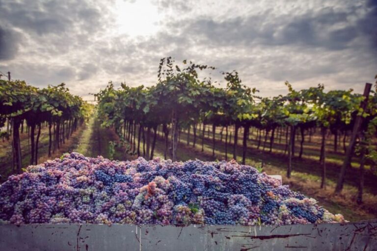 From Bologna: Wine Tasting and Vineyard Tour - A Deep Dive into the Experience
