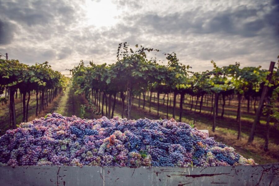 From Bologna: Wine Tasting and Vineyard Tour - A Deep Dive into the Experience