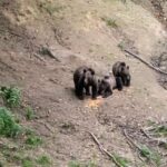 From Brasov: Bear Watching in the Wild - The Value of the Tour