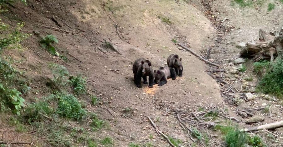From Brasov: Bear Watching in the Wild - The Value of the Tour