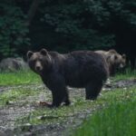 From Brasov: Brown Bear Watching in the Carpathian Mountains - Final Thoughts: Is It Worth It?