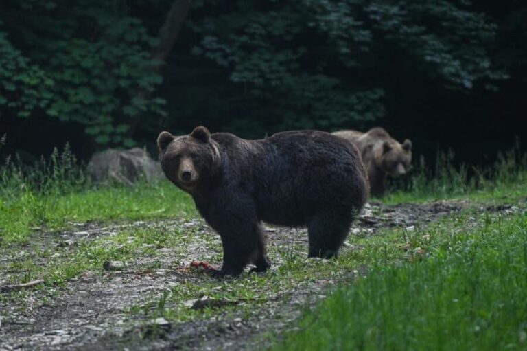 From Brasov: Brown Bear Watching in the Carpathian Mountains - Final Thoughts: Is It Worth It?
