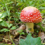 From Brasov: Half-Day Foraging Lesson - An In-Depth Look at the Foraging Tour Near Brasov