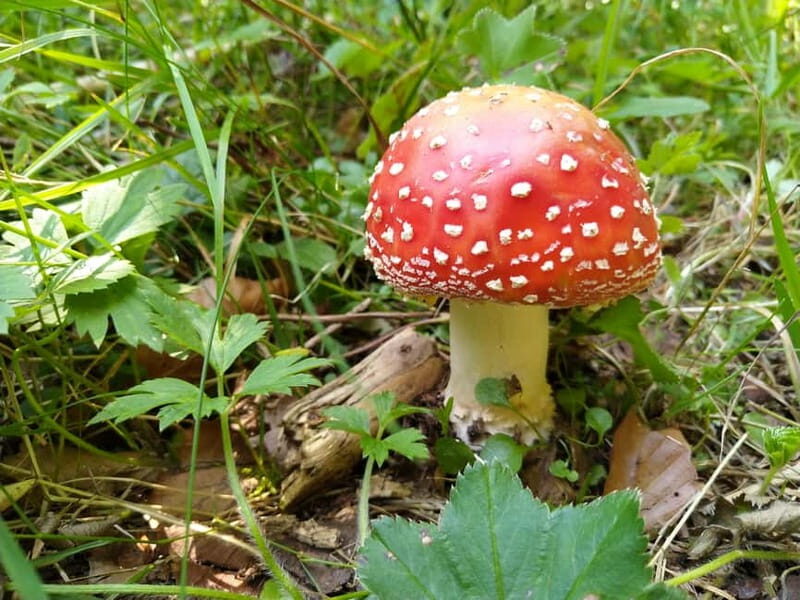 From Brasov: Half-Day Foraging Lesson - An In-Depth Look at the Foraging Tour Near Brasov