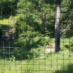 From Brasov: Libearty Bear Sanctuary Guided Tour - A Deep Dive into the Libearty Bear Sanctuary Experience