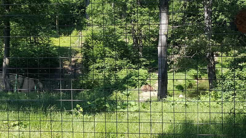 From Brasov: Libearty Bear Sanctuary Guided Tour - A Deep Dive into the Libearty Bear Sanctuary Experience