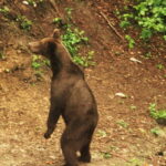 From Brasov: Small-Group Brown Bear Watching Tour - The Experience in Detail