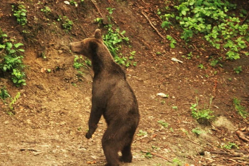 From Brasov: Small-Group Brown Bear Watching Tour - The Experience in Detail