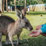 From Brisbane: Australia Zoo Transfer and Entry Ticket - Analyzing the Value