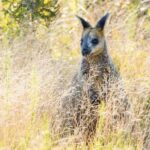 From Brisbane: Bribie Island Day Trip - Beach Relaxation and Sunbathing