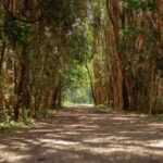 From Brisbane: Gold Coast Day Tour with Lunch - An In-Depth Look at the Tour Experience